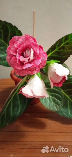 Глоксиния цветущая