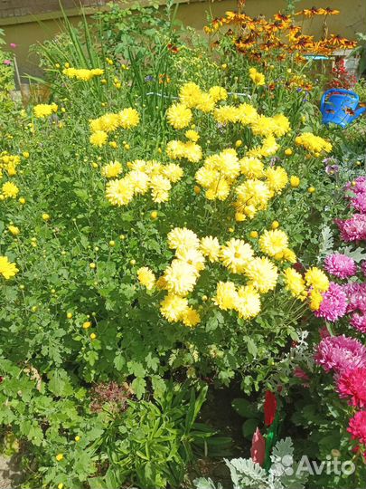 Хризантема жёлтая, большой куст