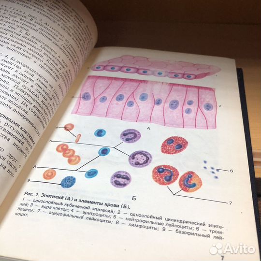 Атлас нормальной анатомии человека. 1984 год