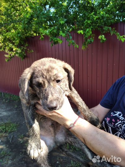 Отдаем в добрые руки