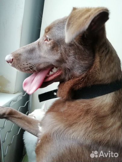 Молодая собака