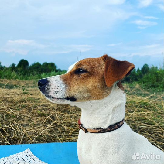 Собака для фотосессии и видео