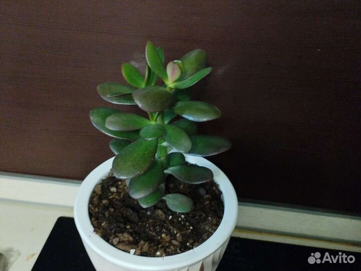 Денежное дерево