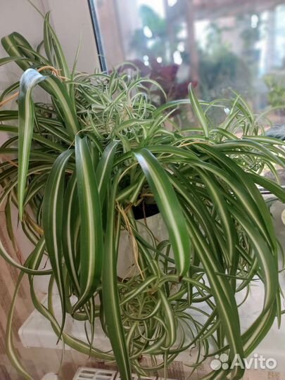Хлорофитум кудрявый