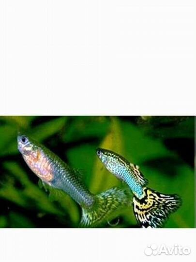 Аквариумные рыбки гуппи