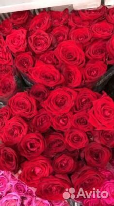 Розочки розы с доставкой 101 роза 25 роз 51 роза Б
