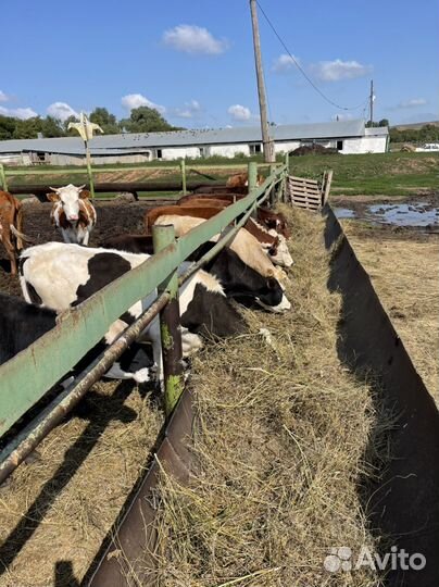 Корова с теленком