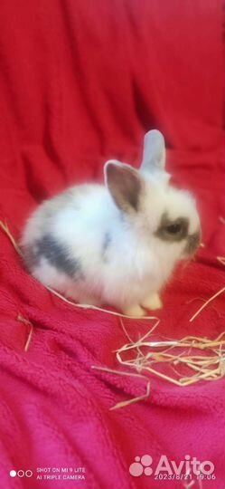 Декоративные кролики