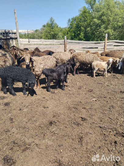 Овцы и Козы на племя