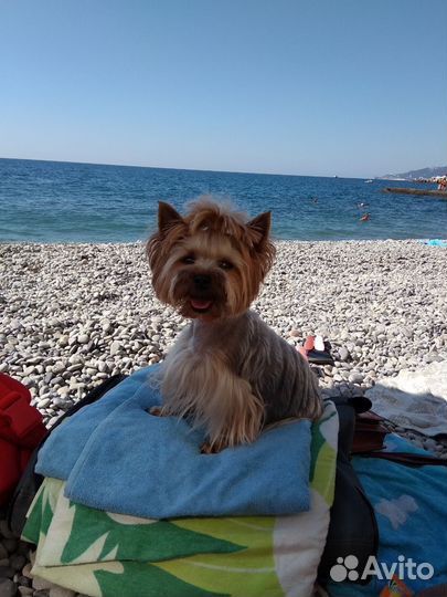 Йокширский терьер