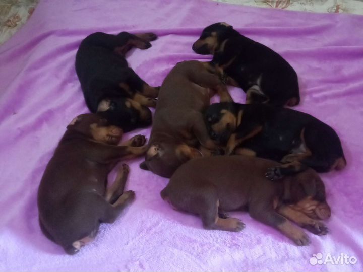 Щенки добермана