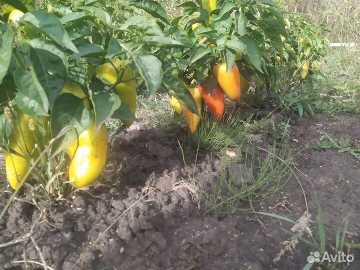 Картофель Перец Тыква Свекла