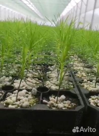 Саженцы сосны обыкновенной зкс оптом