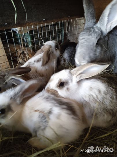 Кролики 4месяца