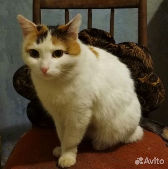 Кошка хочет домой