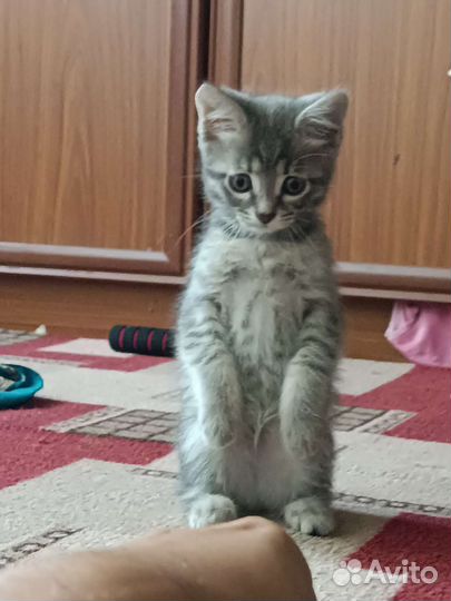 Отдам кошечка в добрые руки