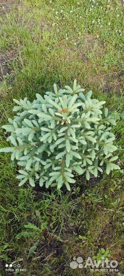 Ель голубая