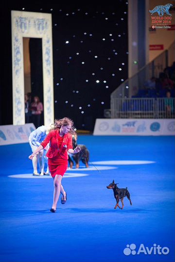 Профессиональный хендлер