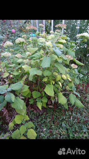 Гортензия и др