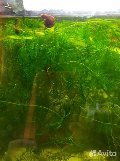 Аквариумное растение роголистник