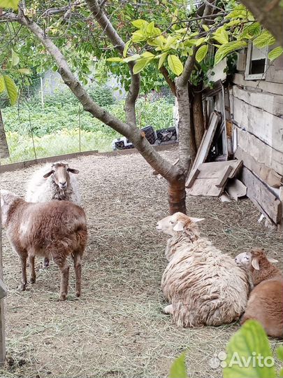 Овцы бараны ягнята