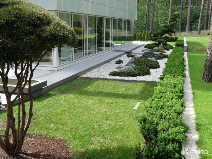 Рулонный газон с укладкой