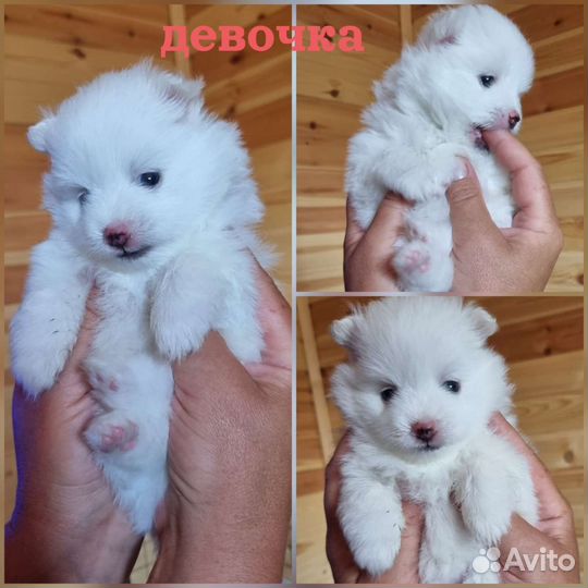 Щенки шпица