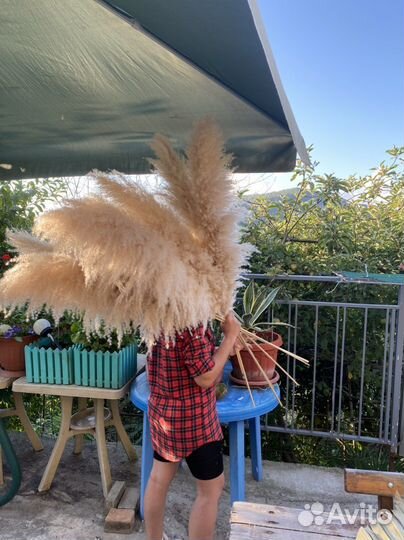 Пампасная трава оптом