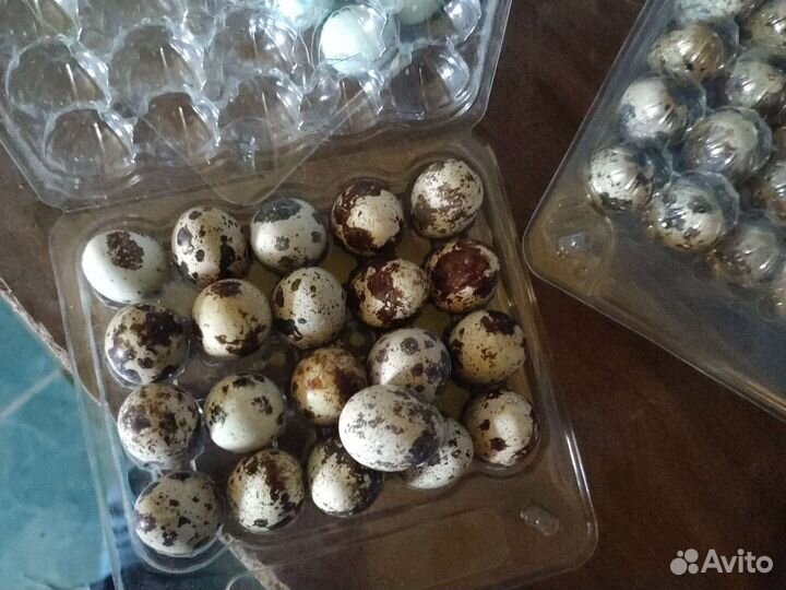 Перепела инкубационное яйцо