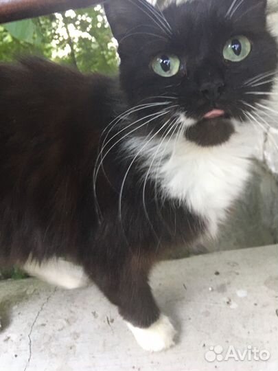 Кошка ищет дом