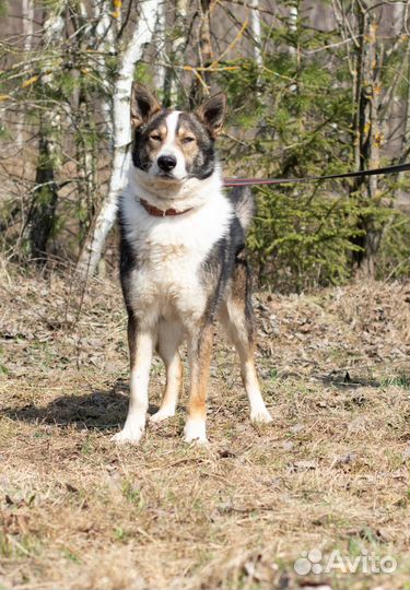 Теодор, лучший друг