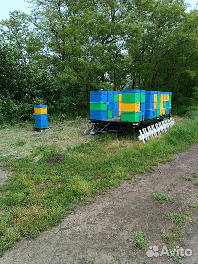 Продам пасеку