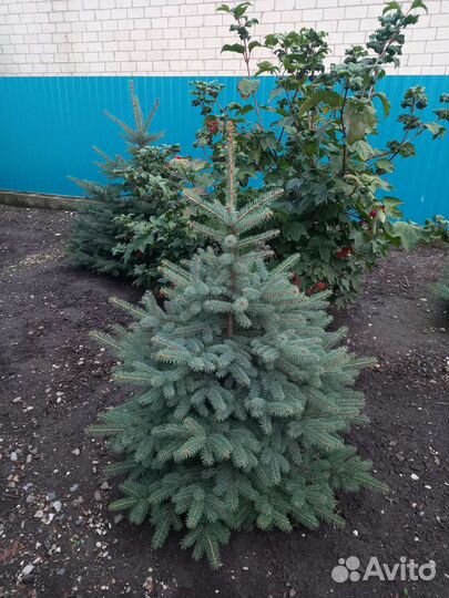 Ель голубая