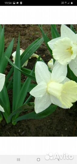 Рассада многолетних цветов