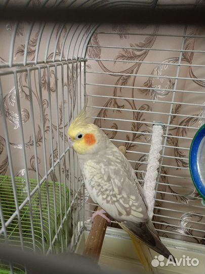 Продам попугаев Корелла