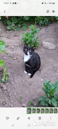 Котёнку нужен дом