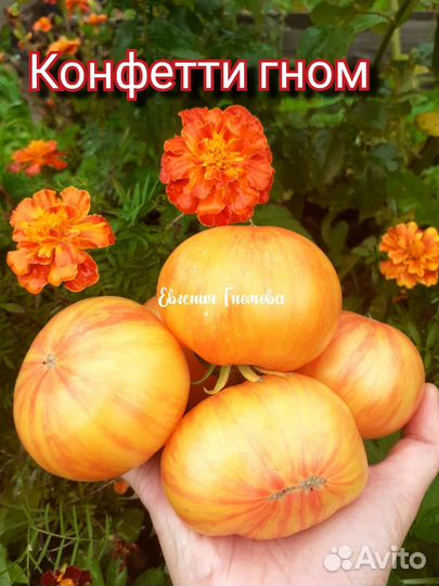 Семена томатов Гномы