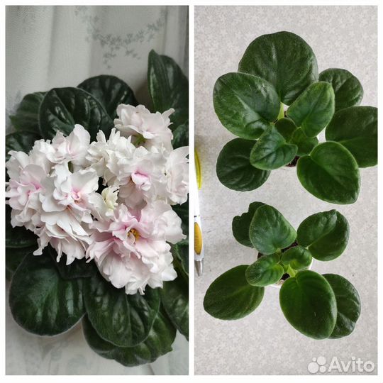 Фиалки сортовые белоцветковые