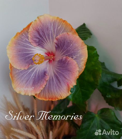 Гибискус Silver Memories