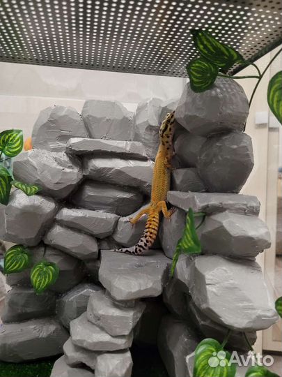 Фон для террариума