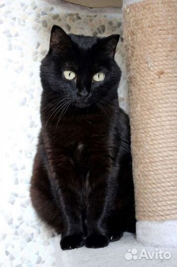 Кошка Магия