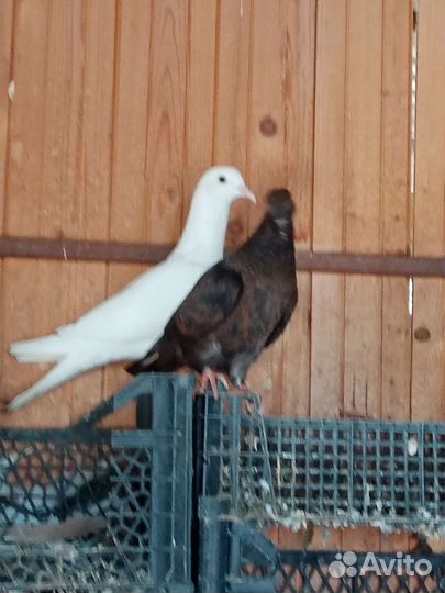 Голуби