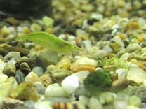 Крев�етки бабаулти, улитки теодоксус аквариумный