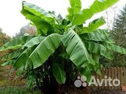 Банановое дерево(пальма)