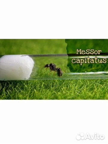 Муравьи-огромные-жнецы (Messor Capitatus)