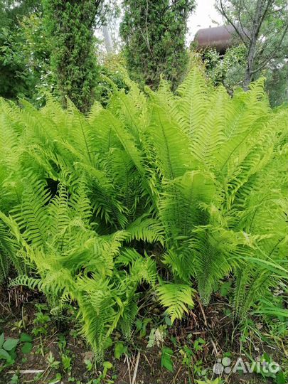 Папоротник