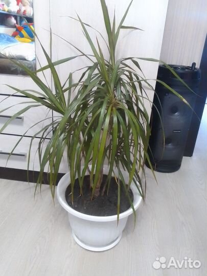 Пальма драцена