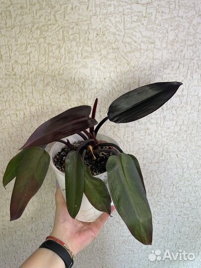 Филодендрон лиза