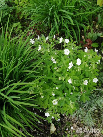 Многолетники, большой выбор,в т. ч. Тенелюбивые