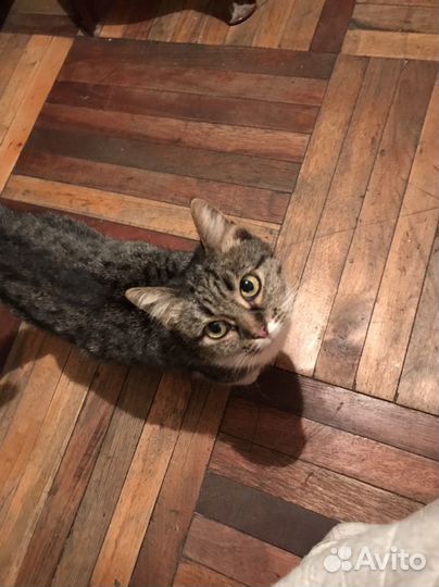 Девочка в добрые руки